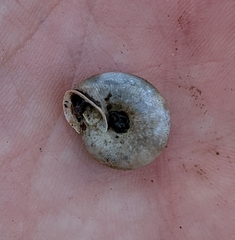 Triodopsis tridentata