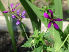 Geranium psilostemon