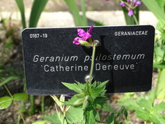 Geranium psilostemon