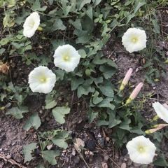 Calystegia occidentalis