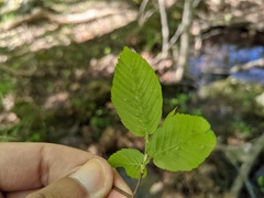 Macrosiphum carpinicolens