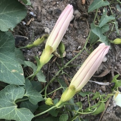 Calystegia occidentalis