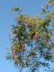 Anadenanthera colubrina cebil