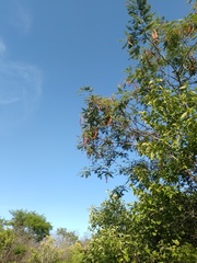 Anadenanthera colubrina cebil