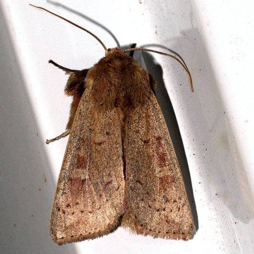 False Wainscot photo 3