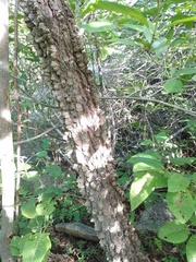 Anadenanthera colubrina cebil