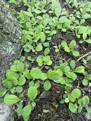 Antennaria solitaria