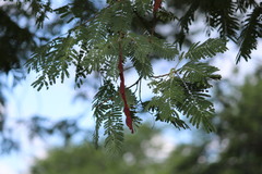 Anadenanthera colubrina cebil