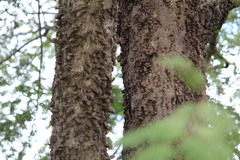 Anadenanthera colubrina cebil