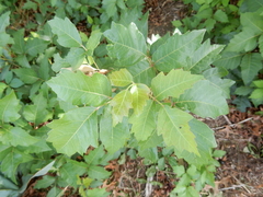 Toxicodendron radicans verrucosum