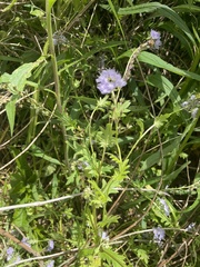 Phacelia purshii