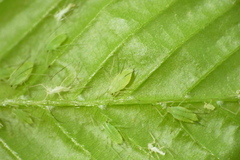 Macrosiphum carpinicolens