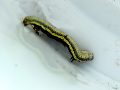 Lycia florentina