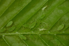 Macrosiphum carpinicolens