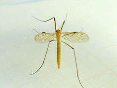 Limonia phragmitidis