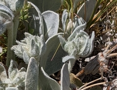 Eriogonum robustum