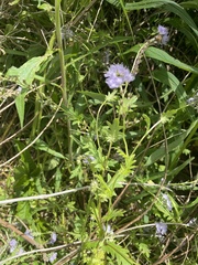 Phacelia purshii