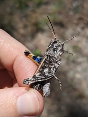 Pardalophora phoenicoptera