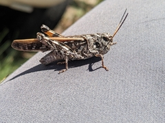 Pardalophora phoenicoptera