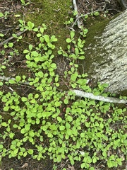 Antennaria solitaria