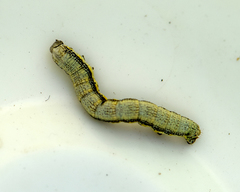 Lycia florentina
