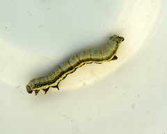 Lycia florentina