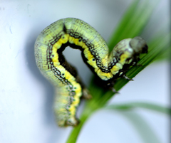 Lycia florentina