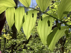 Polygonatum biflorum
