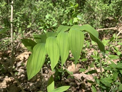 Polygonatum biflorum