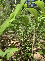 Polygonatum biflorum