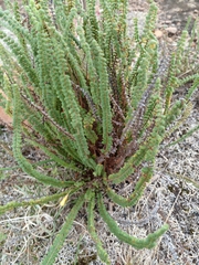 Cheilanthes micropteris