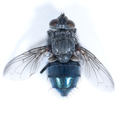 Calliphora latifrons