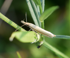 Pleurota aristella