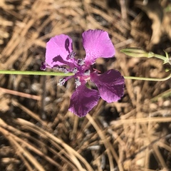 Clarkia rhomboidea