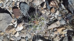 Thelocactus bicolor bicolor