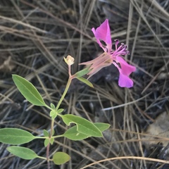 Clarkia rhomboidea