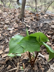 Trillium cernuum
