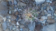 Thelocactus bicolor bicolor