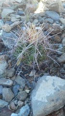 Thelocactus bicolor bicolor