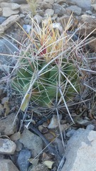 Thelocactus bicolor bicolor