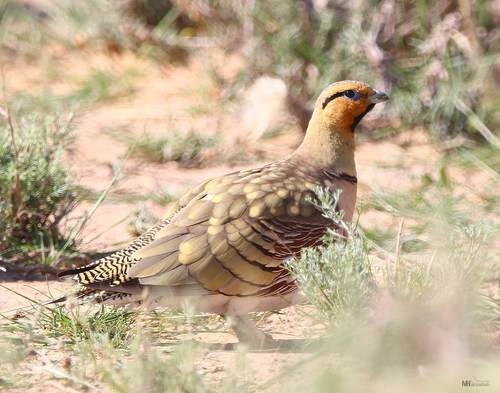 Pin-tailed Sandgrouse