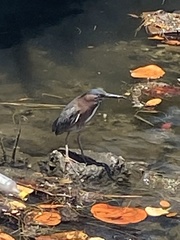 Butorides virescens image