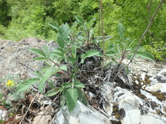 Salvia ringens