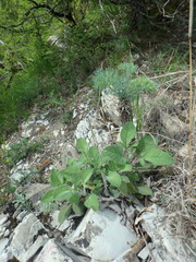Salvia ringens
