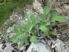 Salvia ringens