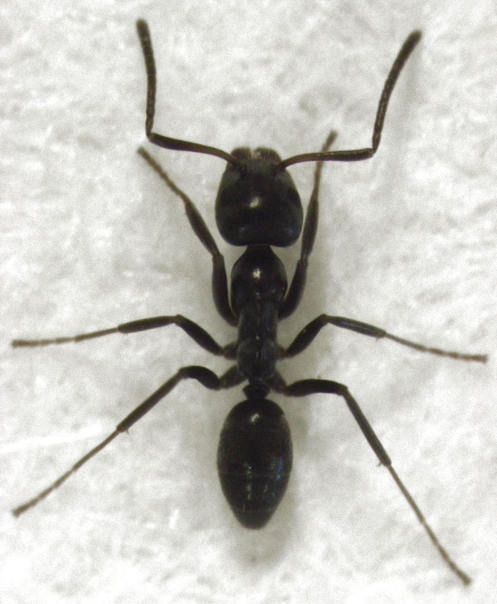 Iridomyrmex st