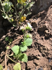 Phacelia viscida albiflora