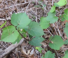 Vitis monticola