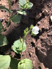 Phacelia viscida albiflora