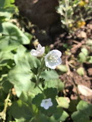 Phacelia viscida albiflora